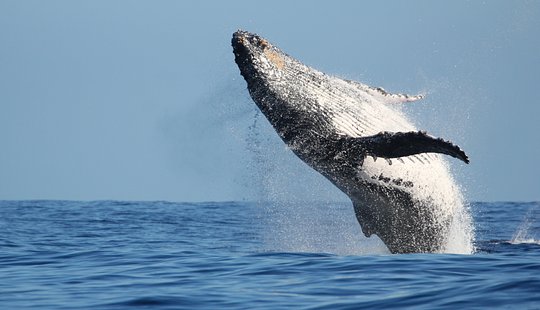 Spot whales off the coast on a private boat tour