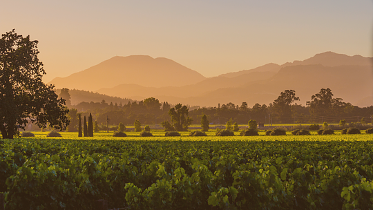 Napa Valley : The Perfect Blend 