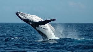 Squeal as you watch whale after whale breach before your eyes in the Pacific 