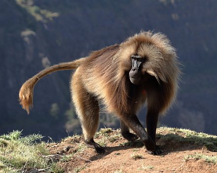 The Gelada Monkeys