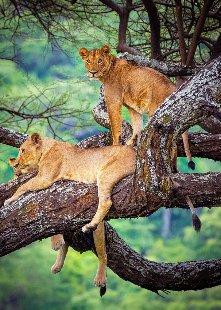 TheresaTaylerTanzaniaLions20220612at6.53.59PM5