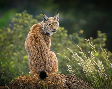 Wildlife