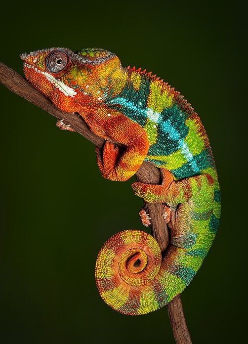 iStock485364566