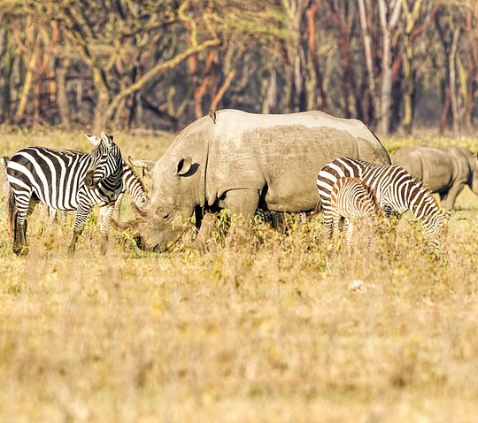 Trip Extension Safari to Akagera National Park - Private Room