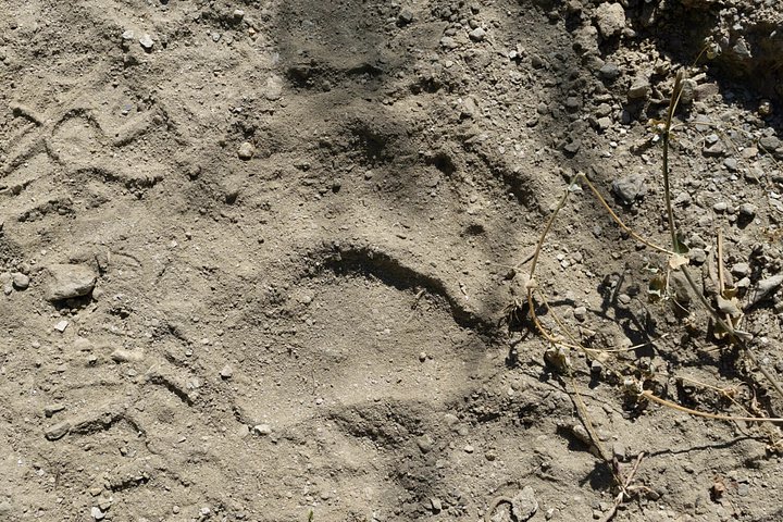 bisonbearchamois9