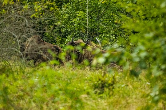 1 day bison tracking experience with picnic in the wild