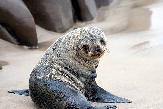Take a sea safari to hunt for the Marine Big Five: whales, dolphins, mola, leatherback turtles, and seals