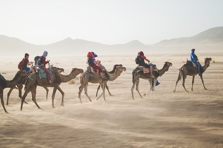 camels