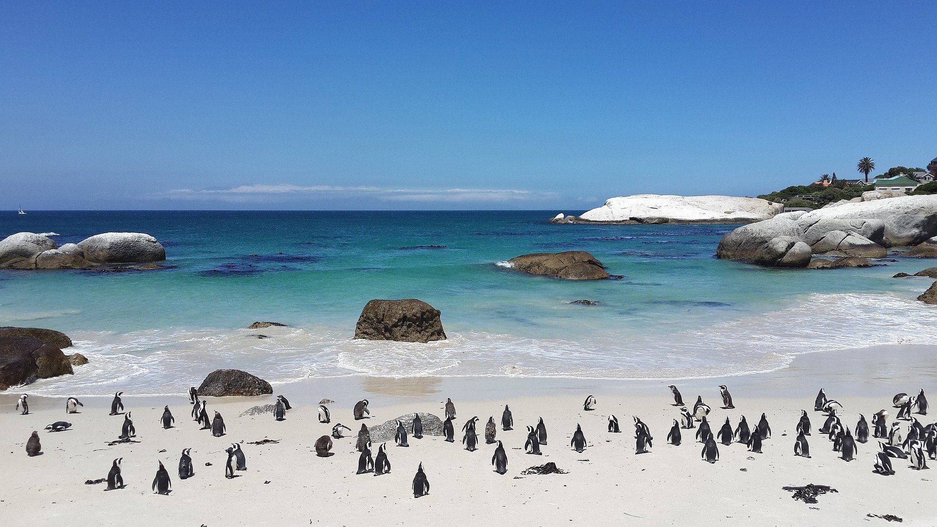 penguinsg97d6fe2b1_1920