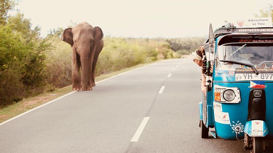 Sri Lanka Tuk-Tuk Shorts