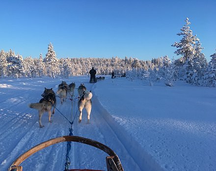 Husky Sledding