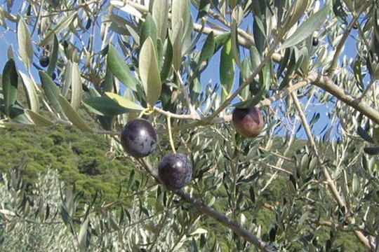 Tour a working olive oil mill