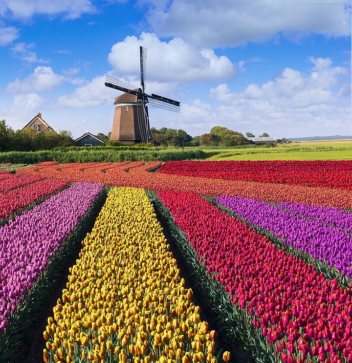 tulipfields