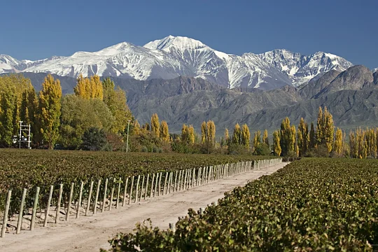 Savor top Argentinian wines in Mendoza 