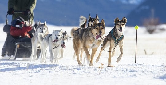 Mush your very own dog sled