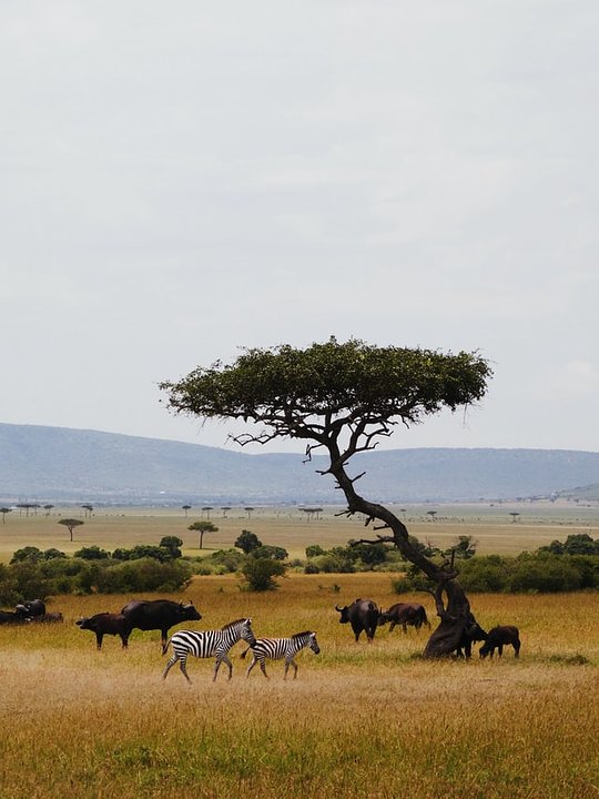 Kenya 