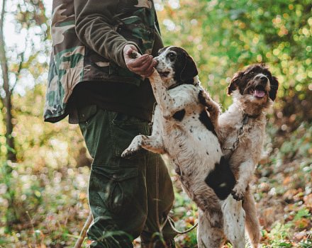 Truffle Hunting