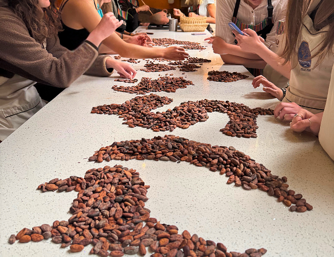 Laying out cacao beans at the Bean to Bar chocolate workshop in Cusco