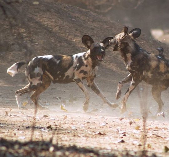 Immersive Safaris