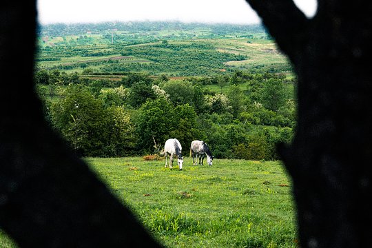 All inclusive stay and horseback riding