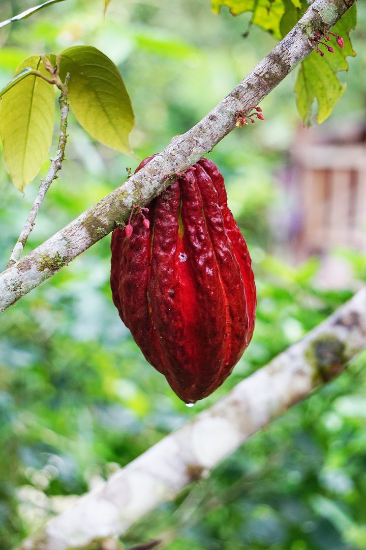 cacaojennimiskadOANMz2N2n0unsplash