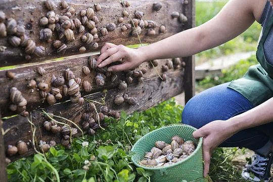 Visit a heliciculture farm and see how the French delicacy of escargot is cultivated