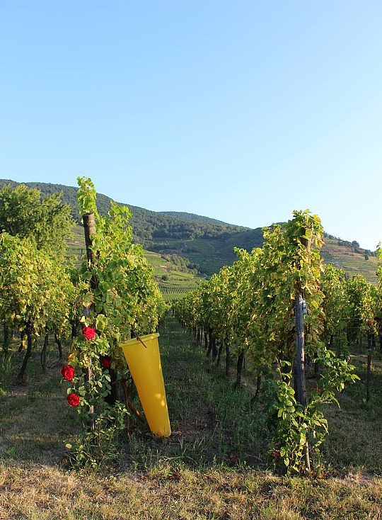 Discovering the world-famous vineyards of Alsace