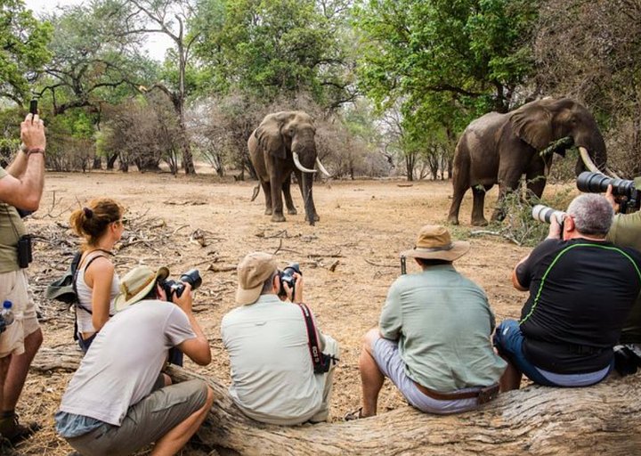 elephatns