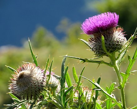 Spring Flowers