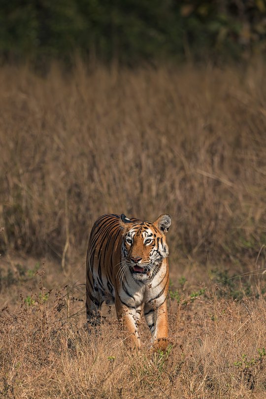 Add-on a Stay at Bardia National Park