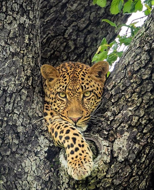 Safari 