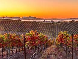 napa1