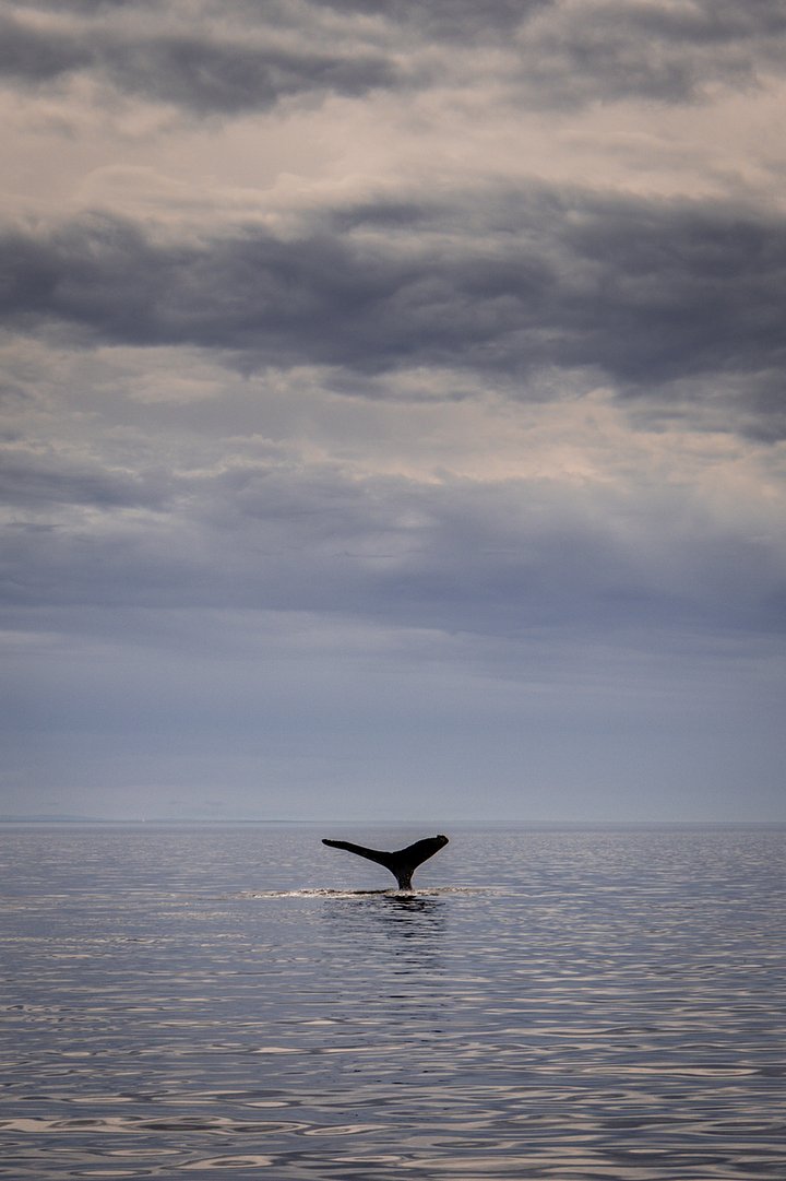 whalewatching
