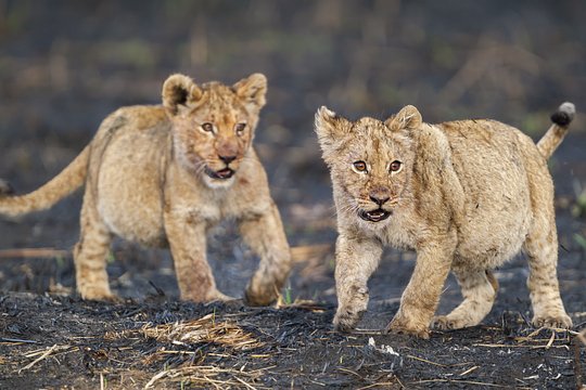 Delight in daily chances to see lions, leopards, elephants, and rhinos