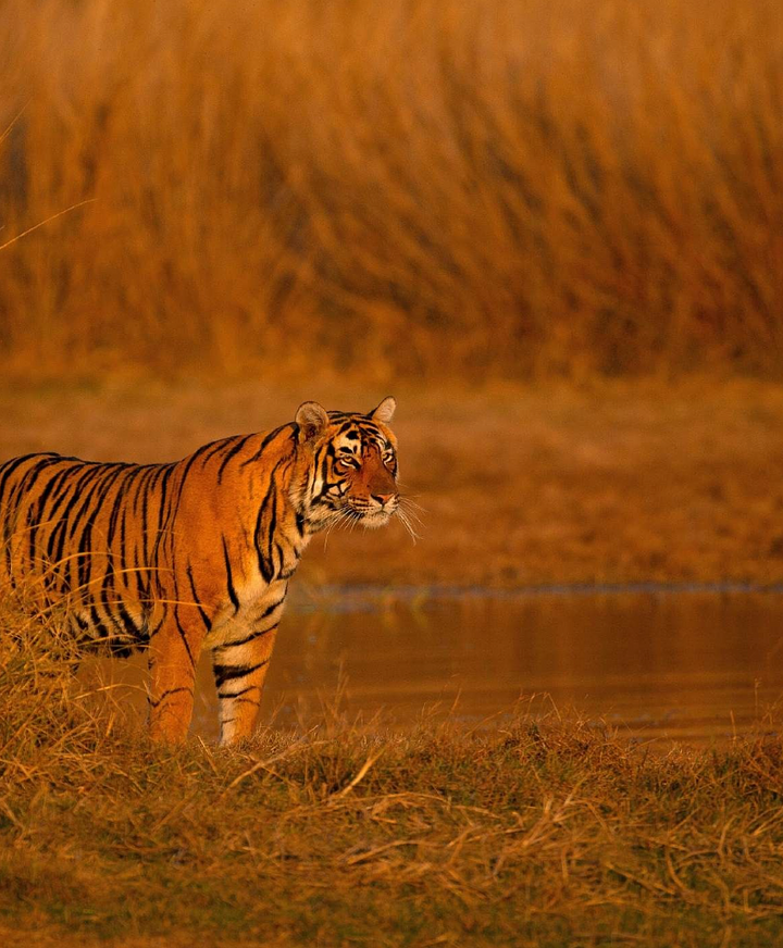 tiger