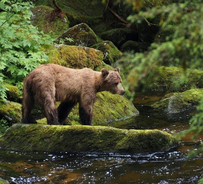 Bear Sighting at the Hide