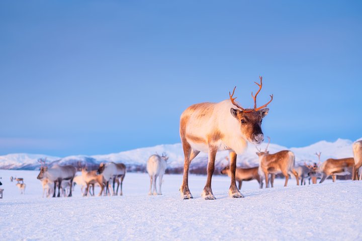 reindeerinscandinaviawildanimalsinnatured20250308220506utc1