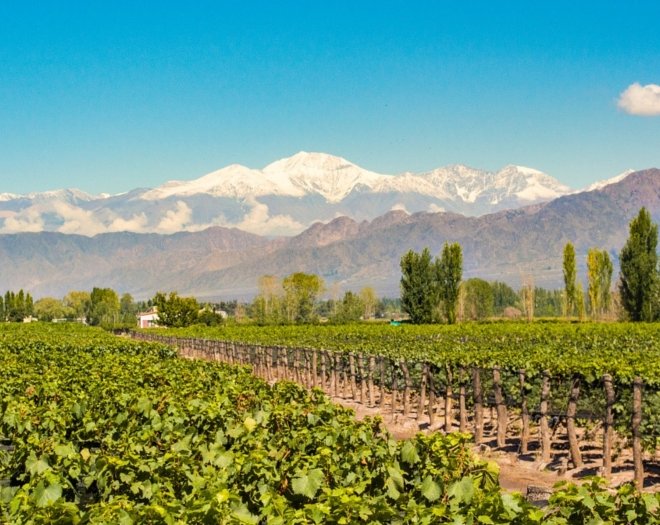 Wine Tasting in Mendoza
