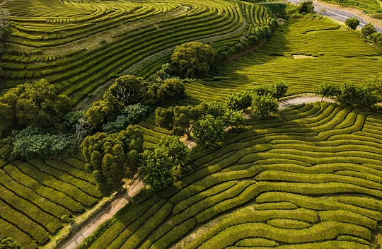 Visit Europe's oldest tea plantation and sip fresh brews
