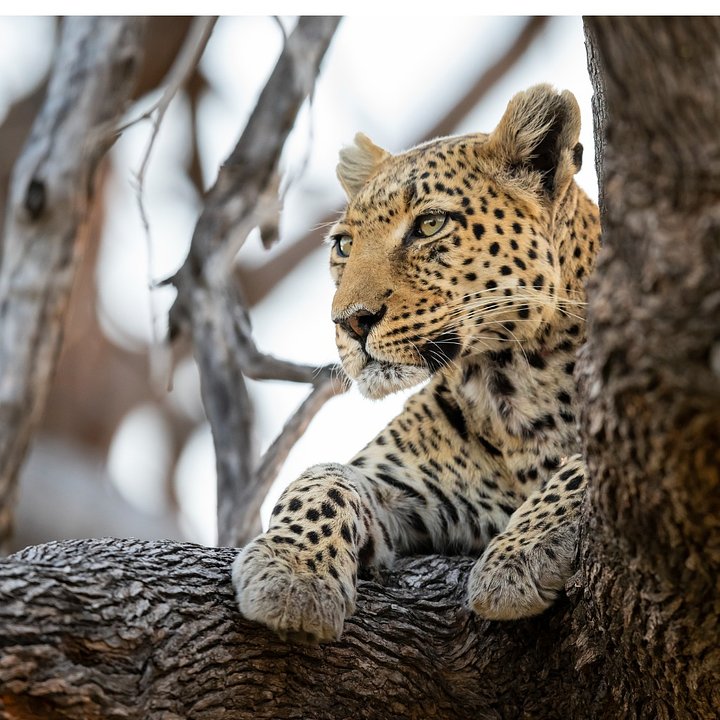 leopardinwildlifeokavangodeltabotswanaafricapictureid1157731451