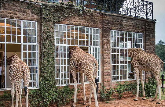 Stay at Giraffe Manor