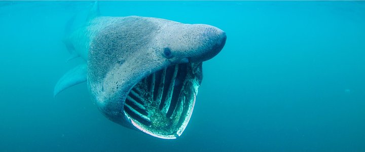 The Basking Shark Experience