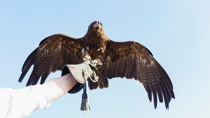 birdthing