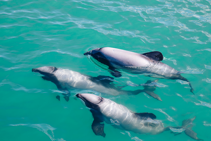 highlight_akaroadolphin