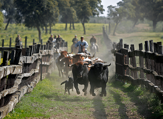 Experiencia privada: Territorio Toro (opcional)