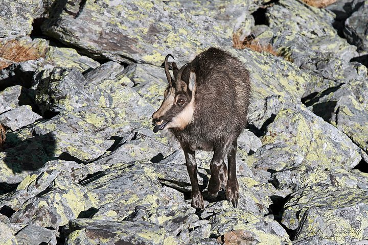 bisonbearchamois5