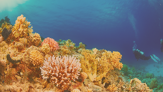 SCUBA Adventure