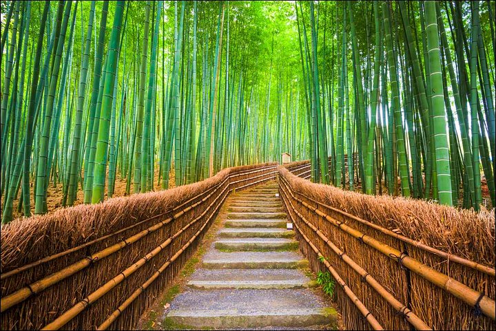 kyotojapanbambooforest6GTH4CQ