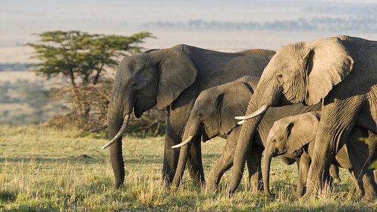 Discover Africa’s big game in the wild!