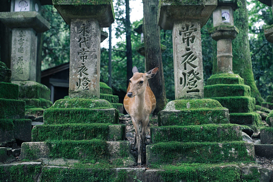 Explore Nara on E-Bike